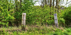 A photo of green and lush forest