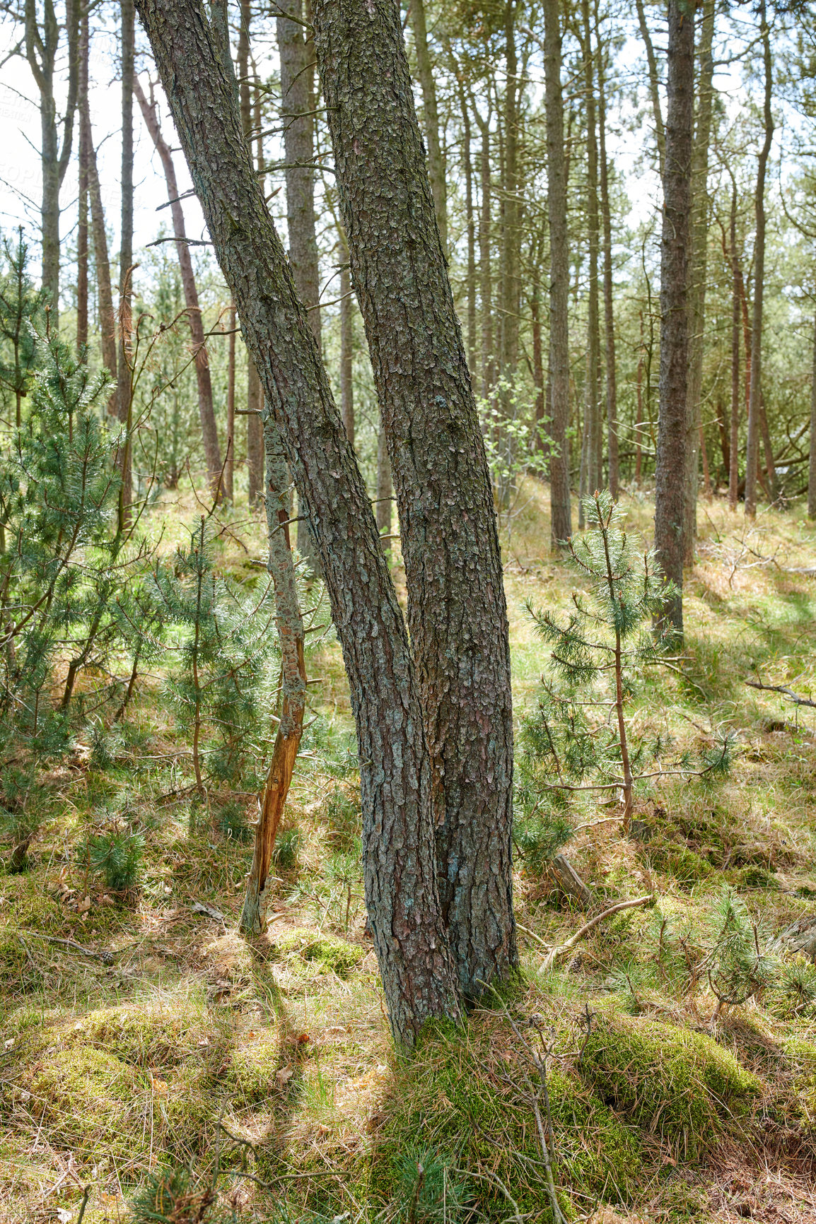 Buy stock photo Nature, forest and landscape or trees for ecosystem, sustainability and green grass and foliage. Botany, ecology and autumn field for outdoor park or bush environment for plant growth in woods
