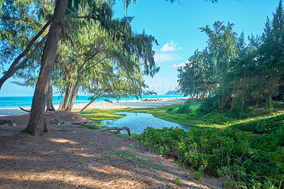 Buy stock photo Island, nature and trees with forest outdoor of tropical holiday, lagoon water and travel destination. Green, blue sky and grass growth of sustainable environment, summer paradise and vacation resort