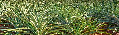 Buy stock photo Closeup of pineapples ready for harvest, growing on a farm in Oahu, Hawaii. Ripe sprouts with green leaves on a peaceful, sunny day. Sustainable agriculture or fresh produce and organic farming 