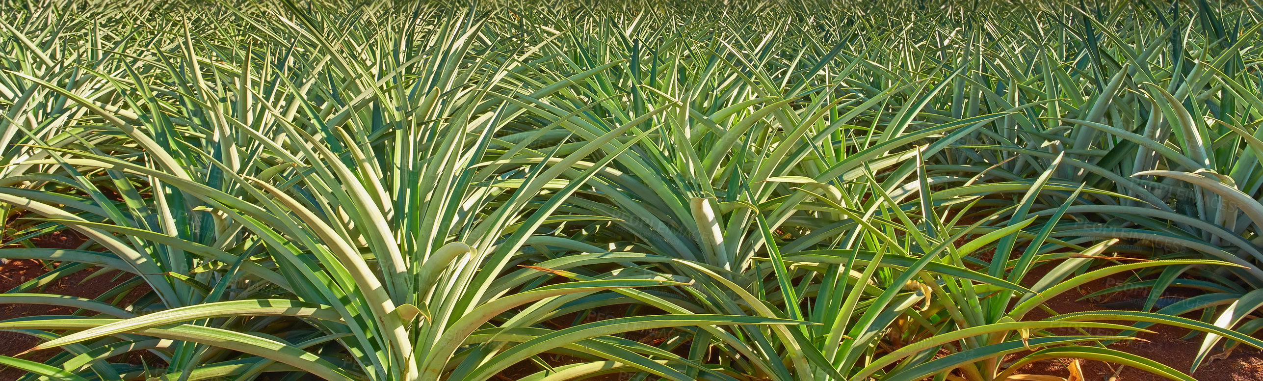 Buy stock photo Closeup of pineapples ready for harvest, growing on a farm in Oahu, Hawaii. Ripe sprouts with green leaves on a peaceful, sunny day. Sustainable agriculture or fresh produce and organic farming 