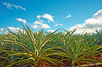 Pineapple field - Oahu, Hawaii