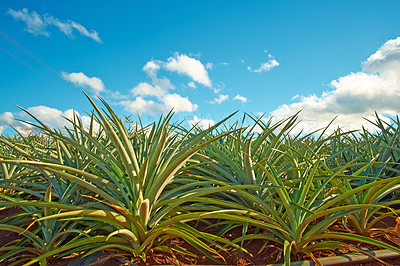 Buy stock photo Landscape of pineapple plants growing on a field with a blue cloudy sky copy space. Organic tropical fruit being grown on a plantation or a farm land during harvesting season in Oahu, Hawaii, USA