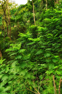 Buy stock photo Closeup view of a rainforest with lush greenery in Hawaii with copyspace. Exploring wildlife in remote tropical jungle for vacation and holiday. Green trees and bushes in mother nature during summer