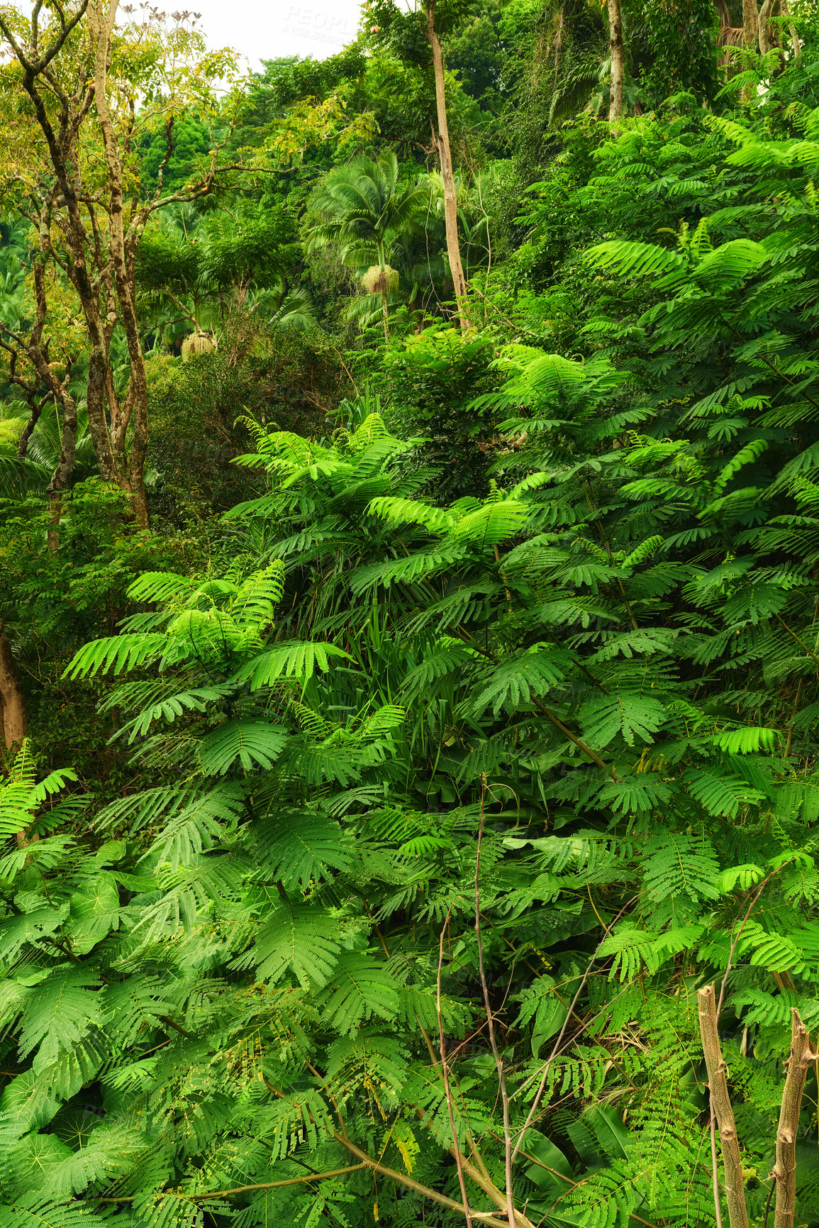 Buy stock photo Closeup view of a rainforest with lush greenery in Hawaii with copyspace. Exploring wildlife in remote tropical jungle for vacation and holiday. Green trees and bushes in mother nature during summer