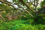 Rainforest - Oahu, Hawaii