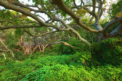 Buy stock photo Landscape view of lush green rainforest with canopy trees growing wild in Oahu, Hawaii, USA. Scenic ecosystem of dense plants, bushes and shrubs in remote conservation jungle, forest or nature woods