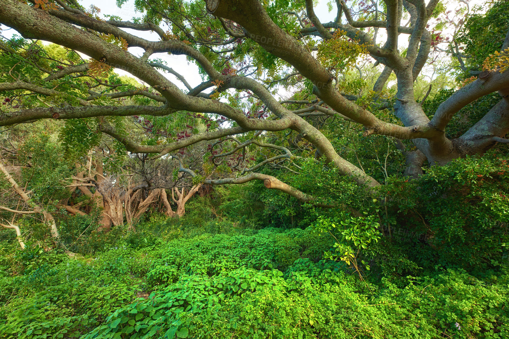 Buy stock photo Landscape view of lush green rainforest with canopy trees growing wild in Oahu, Hawaii, USA. Scenic ecosystem of dense plants, bushes and shrubs in remote conservation jungle, forest or nature woods