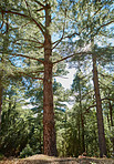 Pine forest in the mountaions of  La Palma