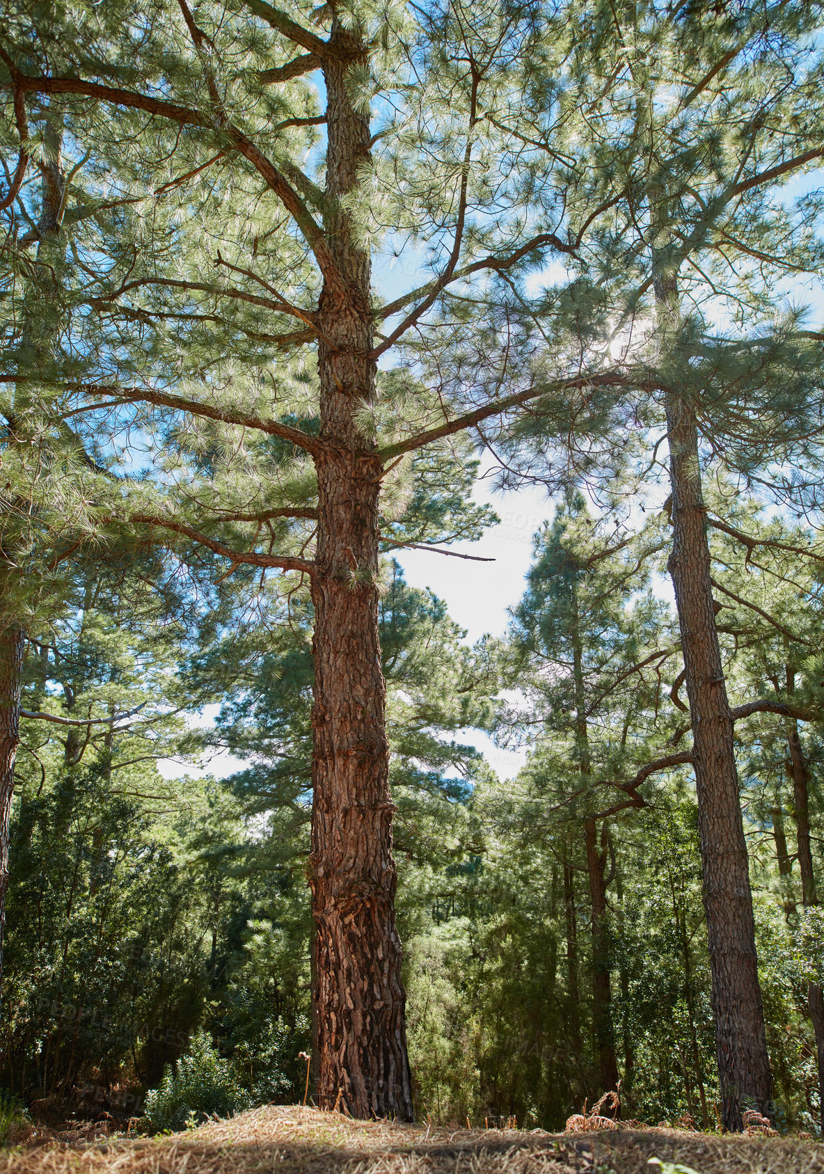 Buy stock photo Beautiful pine forests in the mountains of La Palma, Canary Islands, Spain. Scenic landscape with tall trees with lush green leaves in a secluded environment. Peaceful view of the outdoors and nature