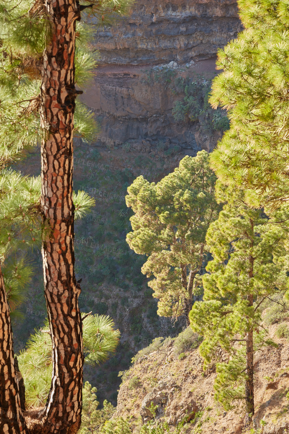 Buy stock photo Landscape view of pine trees growing in a mountain forest, remote countryside in La Palma, Spain. Green coniferous woods in rural area, environmental nature conservation and rough terrain background