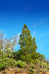 Pine forest in the mountaions of  La Palma