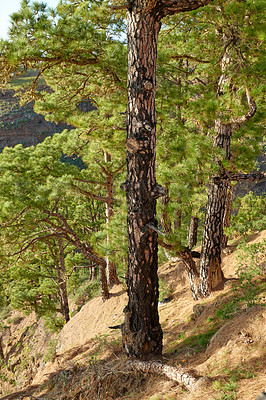 Buy stock photo Many pine trees growing in a forest of La Palma, Canary Islands in Spain. Large overgrown wilderness in woods landscape. Tranquil peace in a quiet, scenic woodland with calm, silent harmony in nature