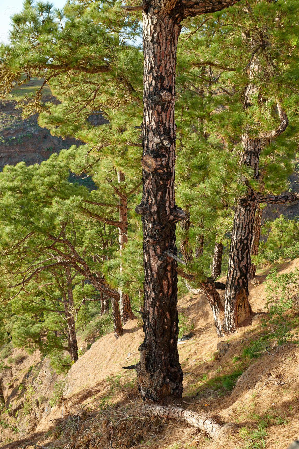 Buy stock photo Many pine trees growing in a forest of La Palma, Canary Islands in Spain. Large overgrown wilderness in woods landscape. Tranquil peace in a quiet, scenic woodland with calm, silent harmony in nature