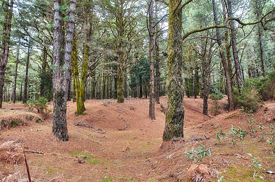 Buy stock photo Pine trees in a forest in winter on the mountains. Landscape of many dry tree trunks on a sandy hill. A wild empty environment on the mountain of La Palma, Canary Islands, Spain in autumn