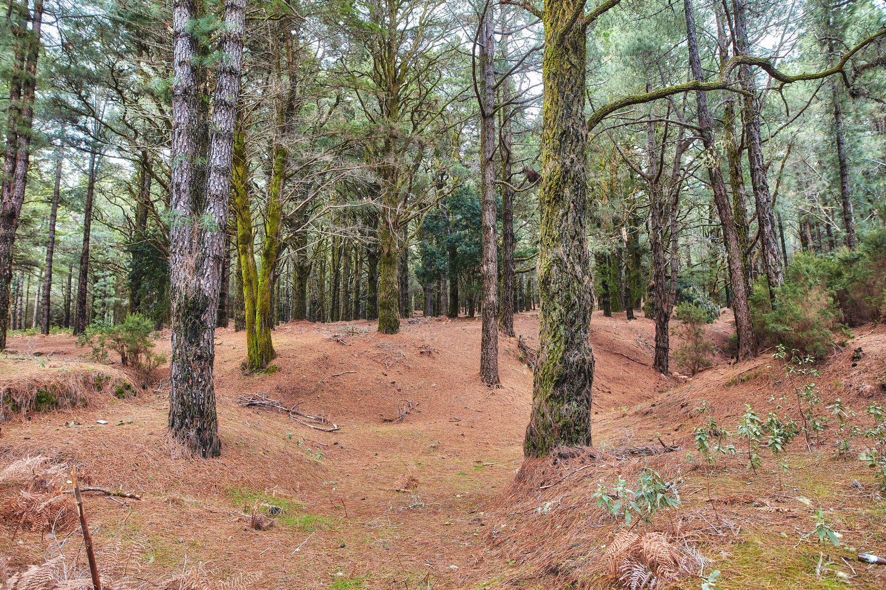 Buy stock photo Pine trees in a forest in winter on the mountains. Landscape of many dry tree trunks on a sandy hill. A wild empty environment on the mountain of La Palma, Canary Islands, Spain in autumn