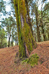 Pine forest in the mountaions of  La Palma