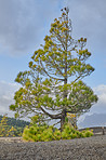 The Cumbre Nueva in La Palma