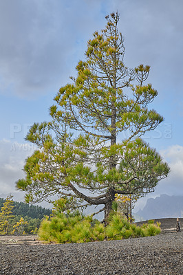 Buy stock photo Beautiful lava landscape on the Cumbre Nueva in La Palma