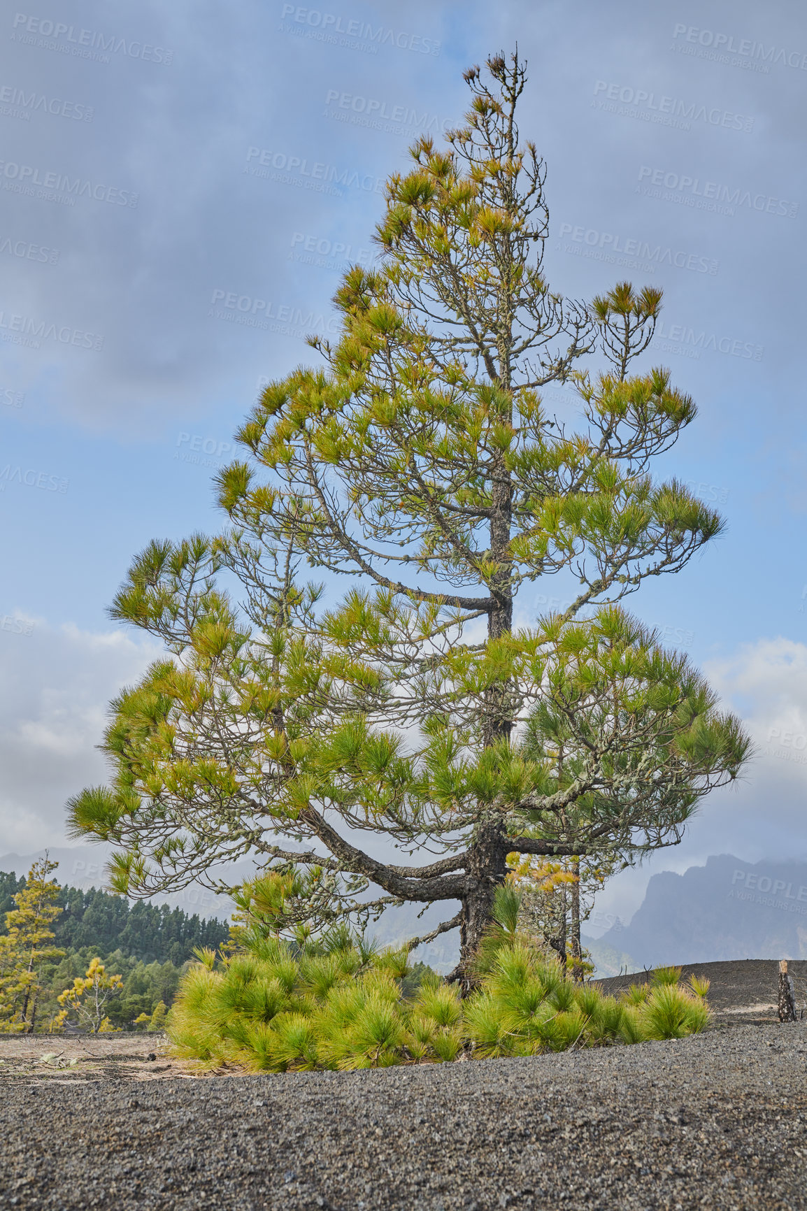 Buy stock photo Beautiful lava landscape on the Cumbre Nueva in La Palma