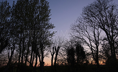 Buy stock photo Sunset, silhouette and environment with trees in forest for travel, wildlife habitat and botany. Growth, sustainability and landscape with woods in nature for autumn season, sky and ecotourism