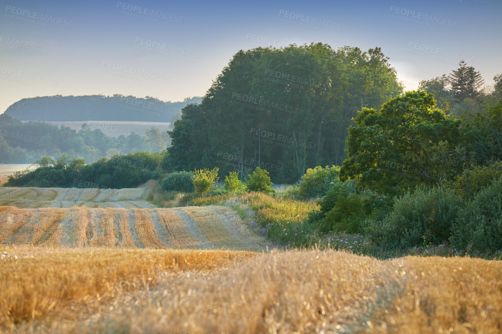 Buy stock photo Farm, field and environment with trees countryside for travel, agriculture and botany. Growth, sustainability and adventure with wheat landscape in nature for spring season, sky and grass meadow