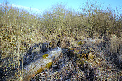 Buy stock photo The forest in late winter - early spring