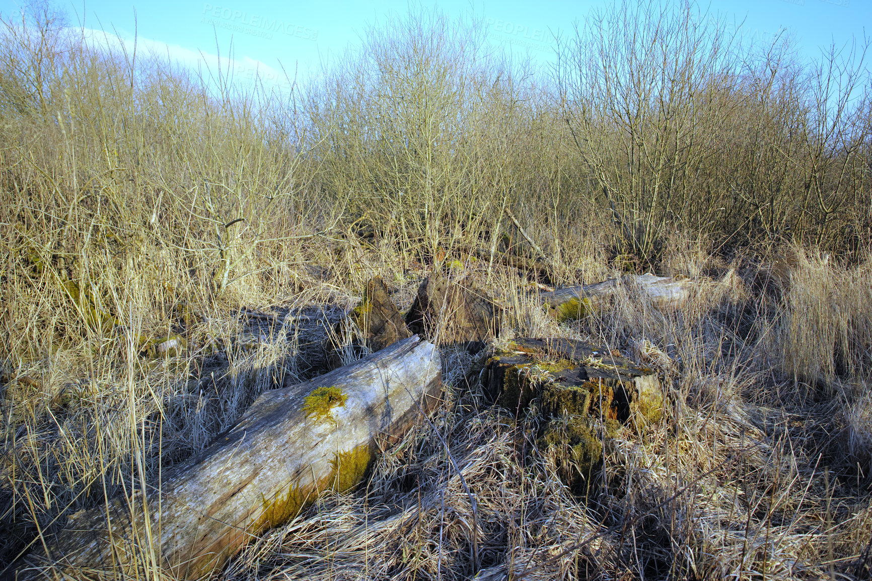 Buy stock photo The forest in late winter - early spring