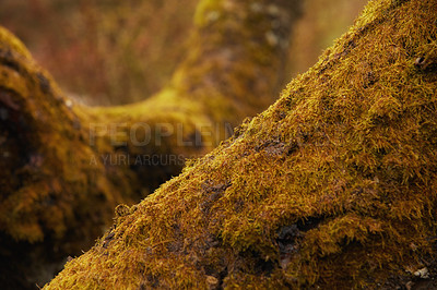 Buy stock photo Tree with yellow moss growing on trunk in a remote environment in nature during Autumn. Macro detail of textured algae spreading, covering a wooden trunk in a remote nature environment landscape