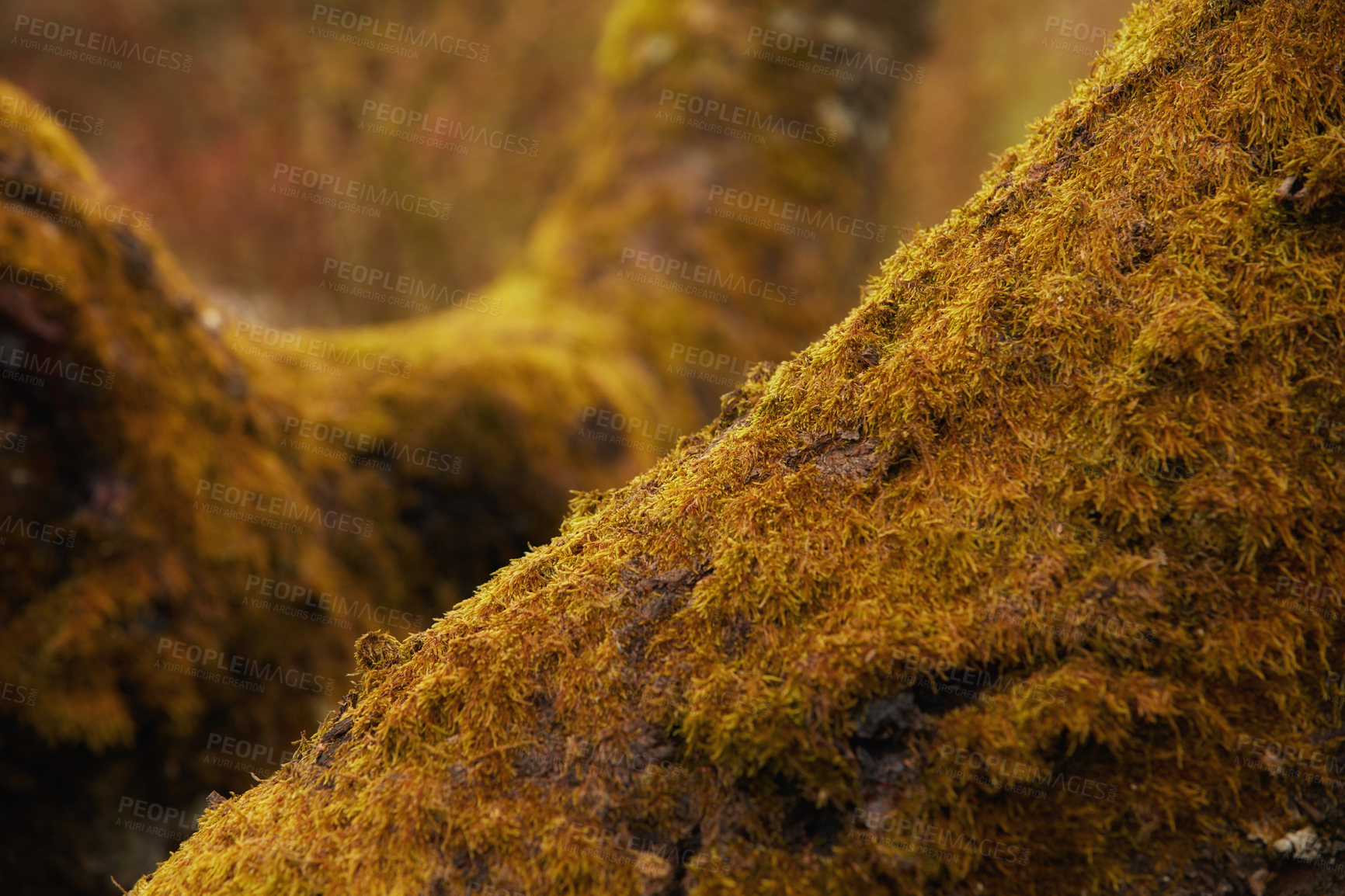 Buy stock photo Tree with yellow moss growing on trunk in a remote environment in nature during Autumn. Macro detail of textured algae spreading, covering a wooden trunk in a remote nature environment landscape