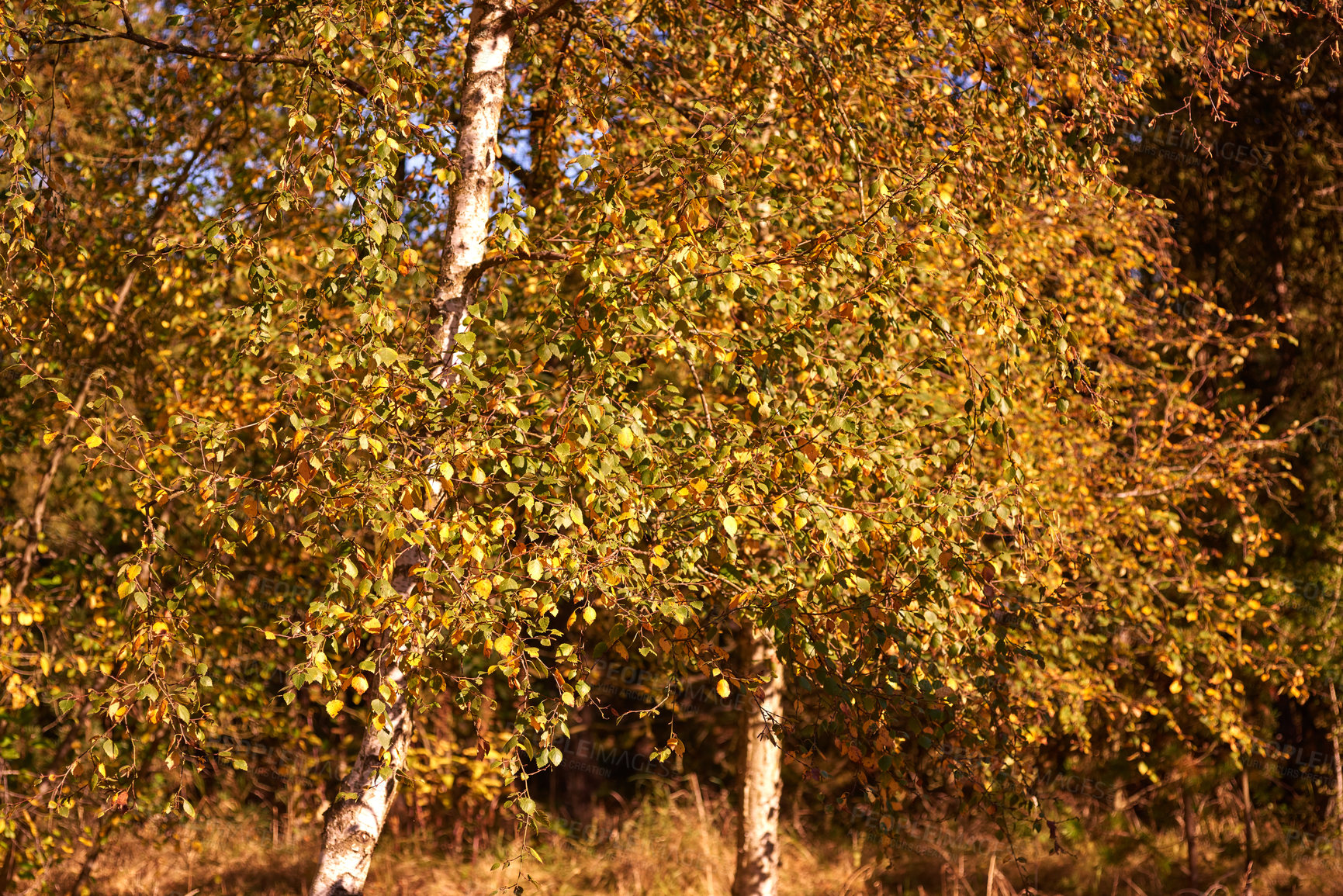 Buy stock photo Landscape view of orange beech trees growing in remote countryside forest or woods in autumn. Environmental nature conservation at sunset. Vibrant seasonal colours in serene, quiet and secluded area