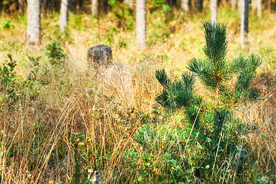 Buy stock photo Closeup of small green pine tree growing in a fir and cedar forest with dry autumn grass in remote countryside woods. Environmental nature conservation and cultivation of coniferous trees for resin