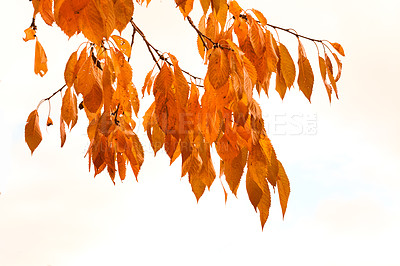 Buy stock photo Autumn leaves hanging from a tree branch isolated against a white background. Beautiful Bright and vibrant golden plant leaf during winter fall. Yellow or brown nature on a winter afternoon