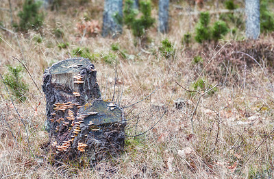 Buy stock photo The forest in late winter - early spring