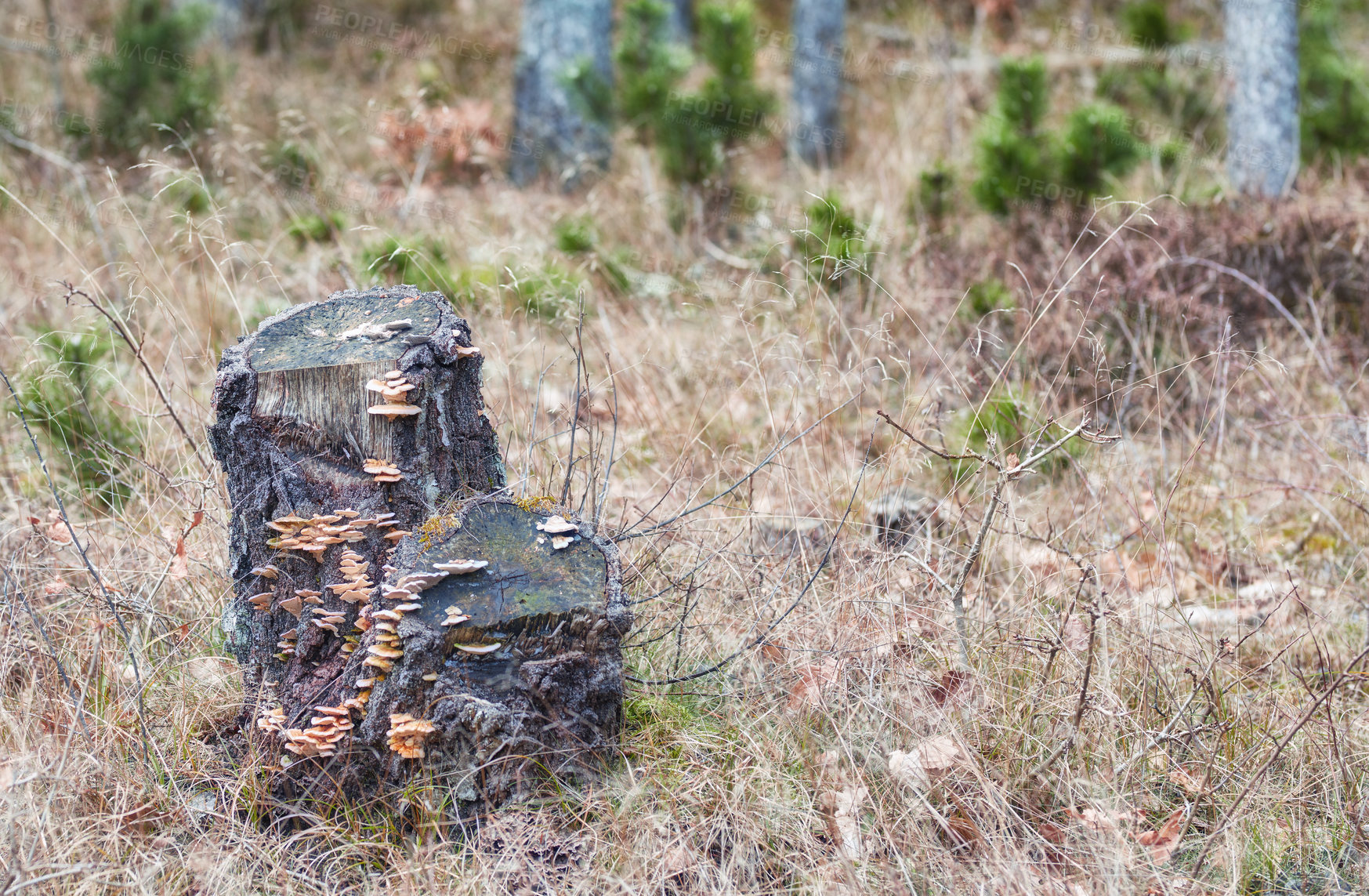 Buy stock photo The forest in late winter - early spring