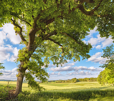 Buy stock photo A photo of green and lush forest in springtime