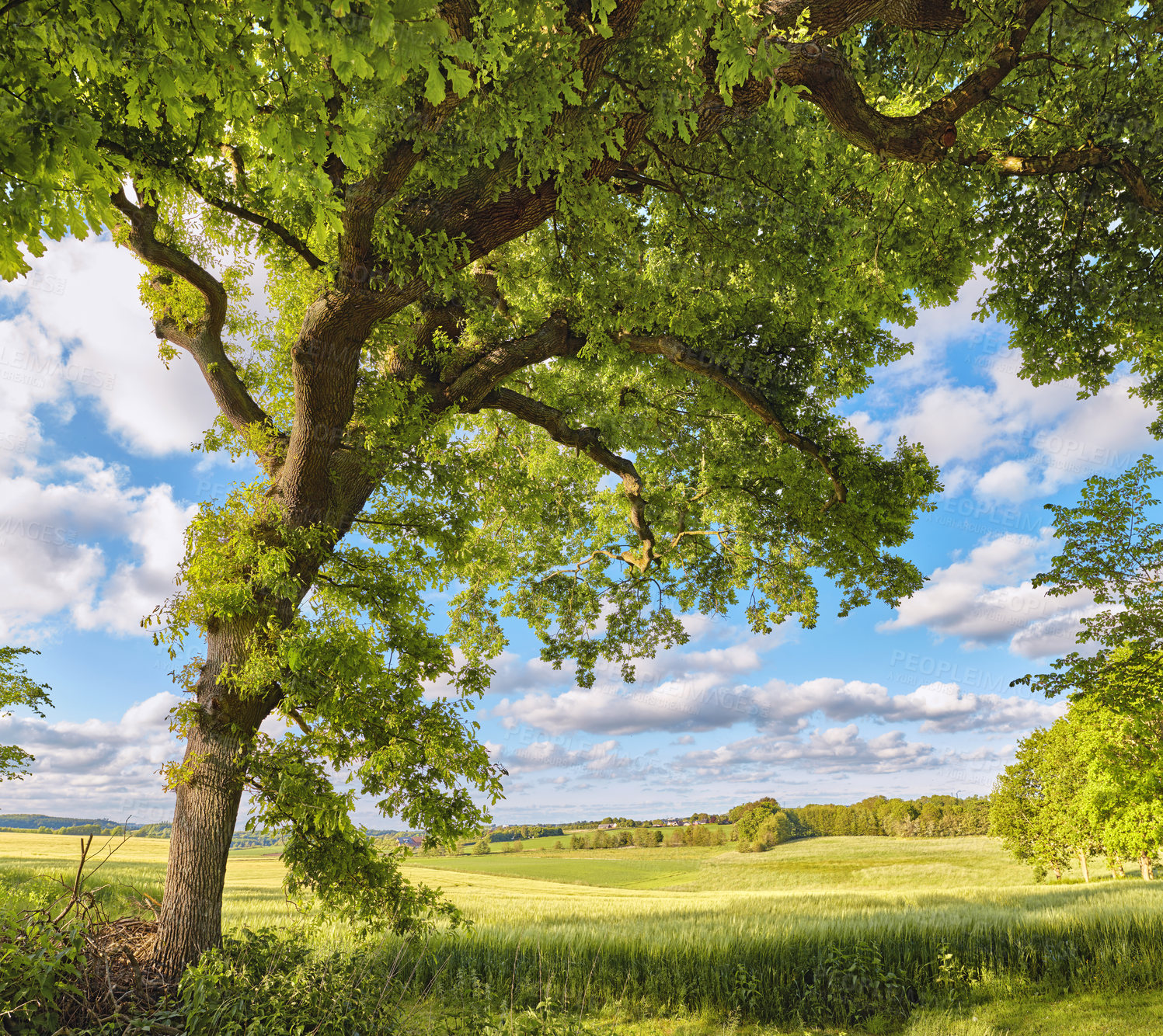 Buy stock photo A photo of green and lush forest in springtime