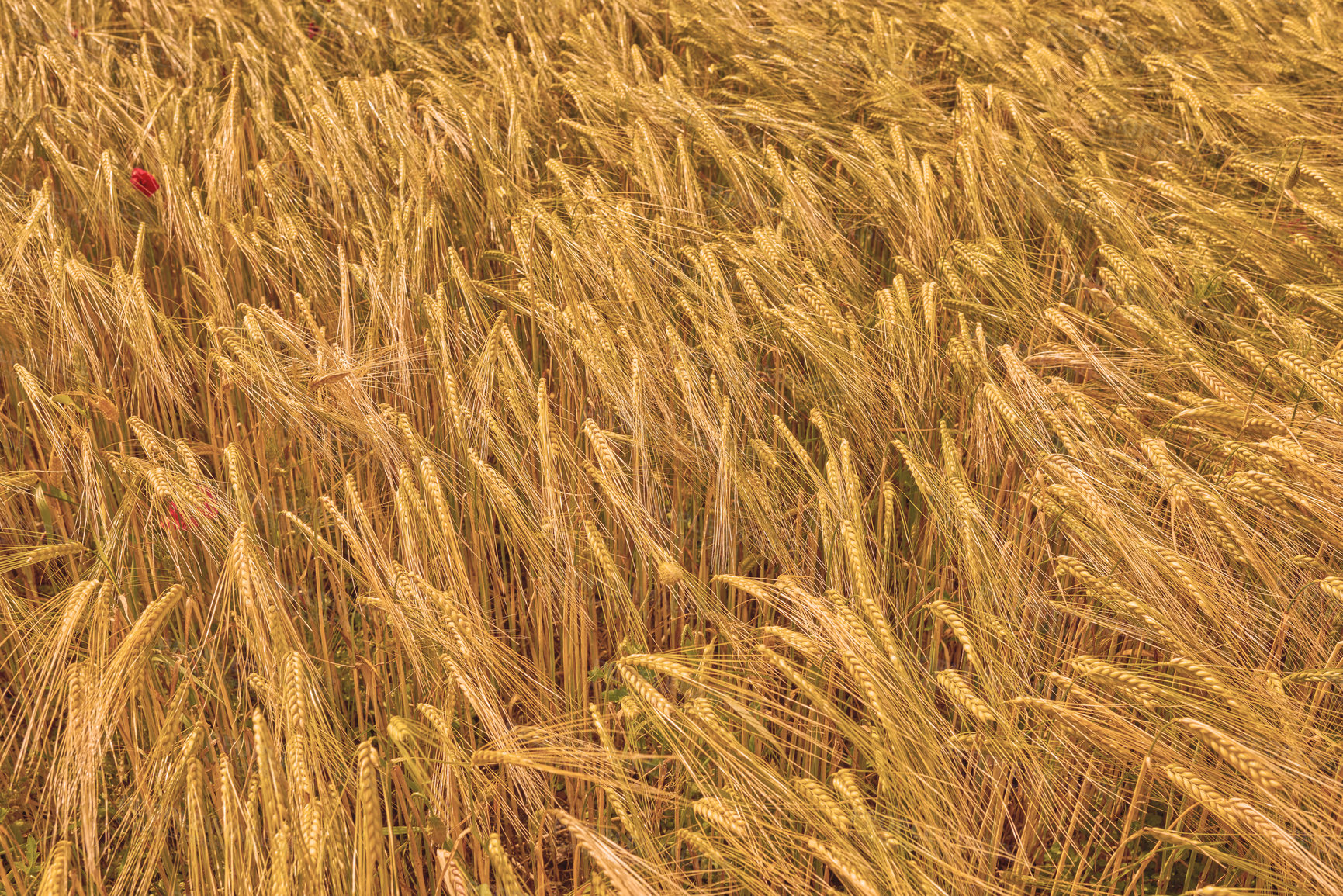 Buy stock photo Landscape of nature, harvest and field of wheat for farming, agriculture and crops in countryside. Meadow background, sustainability and closeup of barley, grain or rye plants in natural environment