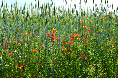 Buy stock photo A  photo of the countryside in early summer