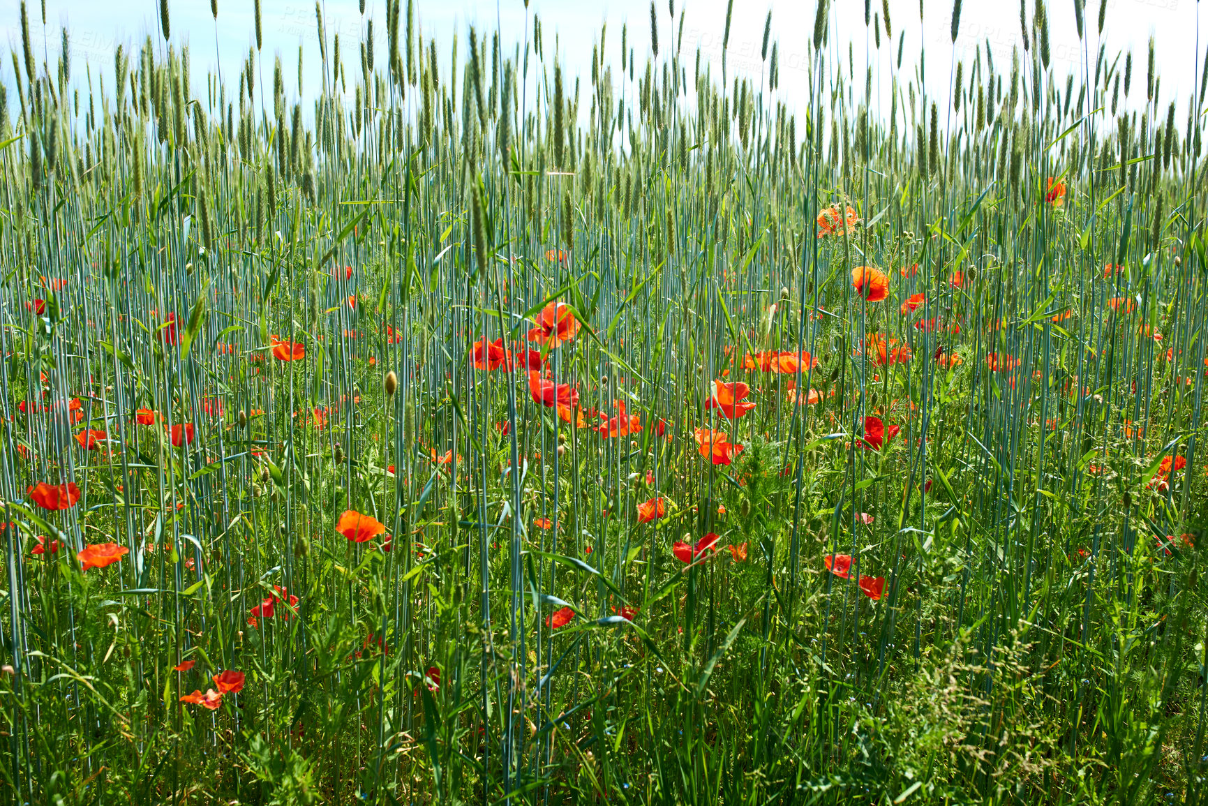 Buy stock photo A  photo of the countryside in early summer