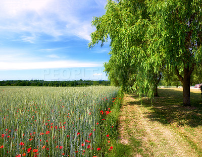 Buy stock photo A  photo of the countryside in early summer