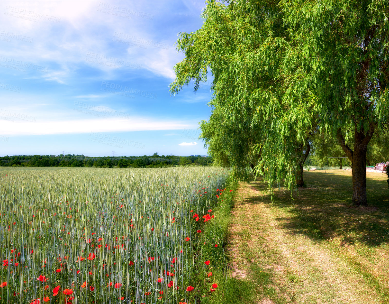 Buy stock photo Flowers, field and environment with tree in countryside for travel, grass and botany. Growth, sustainability and adventure with plants landscape in nature for spring season, blue sky and meadow space