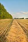 Autumn fields 