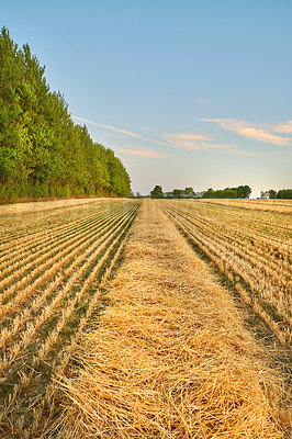 Buy stock photo Nature, farm and field of wheat for harvest with lines for farming, agriculture and crops in countryside. Landscape, meadow background and growth of barley, grain or rye plants in natural environment