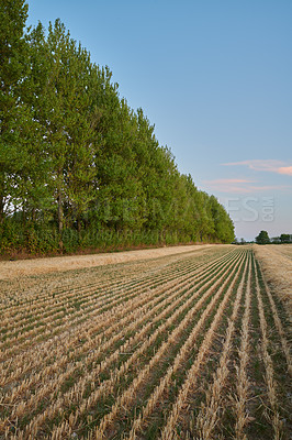 Buy stock photo Agriculture, harvest and field of wheat on farm with row for farming, countryside and crops in nature. Landscape, meadow background and lines of barley, grain and rye plants in natural environment