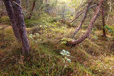 Buy stock photo Damaged trees in a forest after an extreme weather storm on a winter day. A landscape of uprooted trees outdoors in nature with green grass. Wood in woodland after a hurricane or tornado