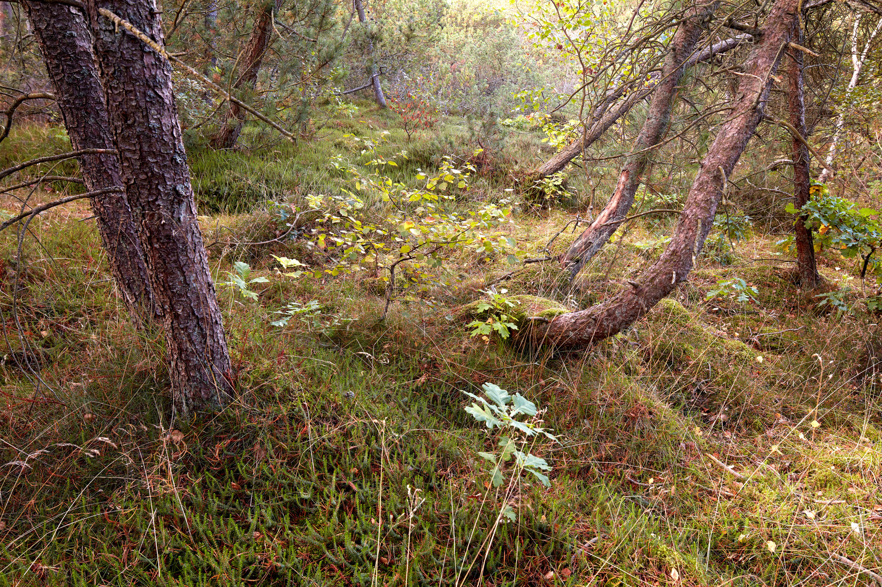 Buy stock photo Damaged trees in a forest after an extreme weather storm on a winter day. A landscape of uprooted trees outdoors in nature with green grass. Wood in woodland after a hurricane or tornado