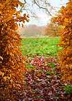 Autumn fields 