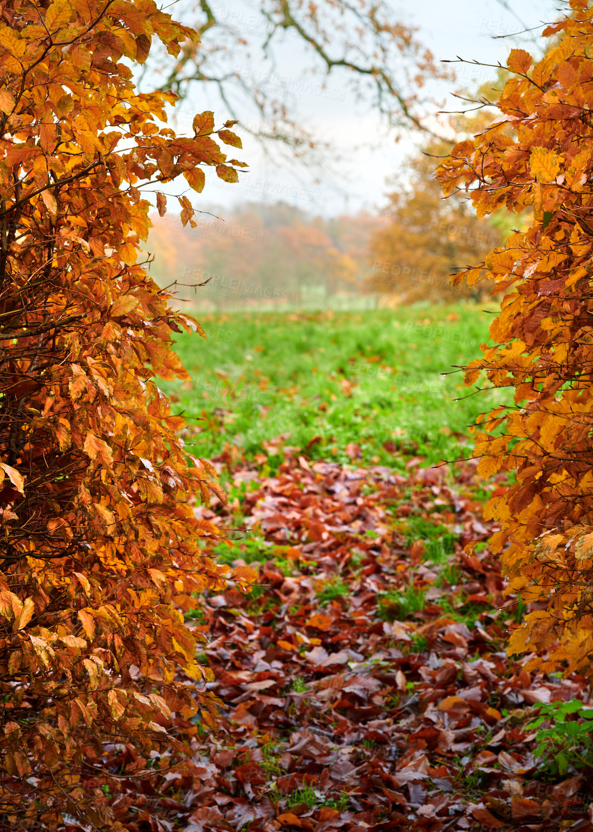 Buy stock photo Leaves, fall and environment with tree in countryside for travel, grass and botany. Growth, sustainability and adventure with plants in nature park for autumn season, sky and meadow background