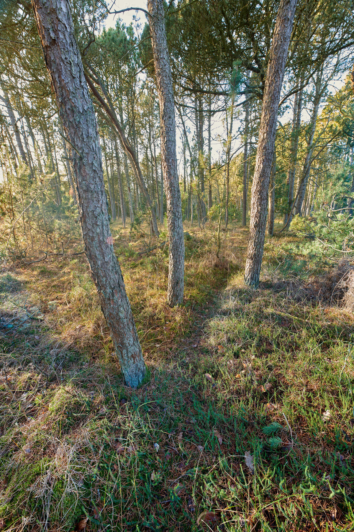 Buy stock photo Woods, forest and environment with plants for nature, trees and landscape with outdoor path. Leaves, ecosystem and season with scenic view, foliage and grass bush for ecology and growth background